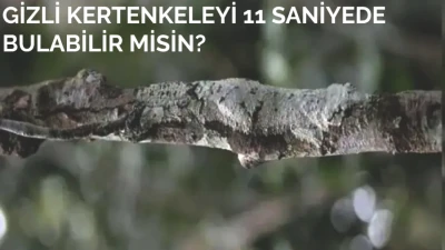 Gözlerinizi Baştan Çıkaracak! Gizli Kertenkelenin 11 Saniyede Bulunması Zor!